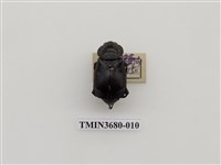 藏品(埋葬蟲)的圖片